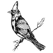 BIRD025